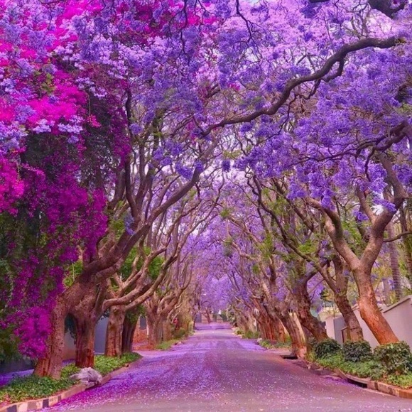 purplegirl1031